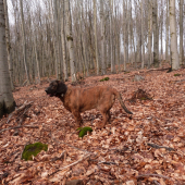 Maxo zo zeleného domu