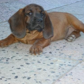 marko dravecka dolina 1