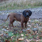 marko 5 mes.