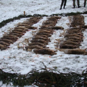 Záver peknej poľovacky