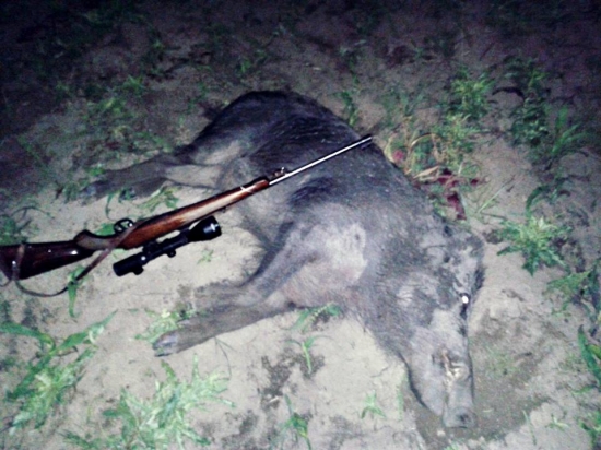 Diviak_Hungary_05/2013