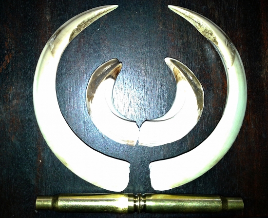 1.diviak