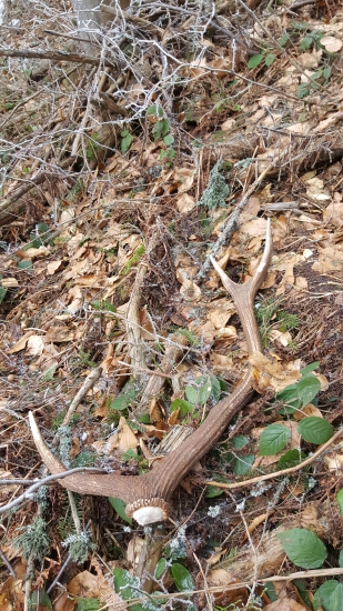 Cerstvy a uz zhryzeny