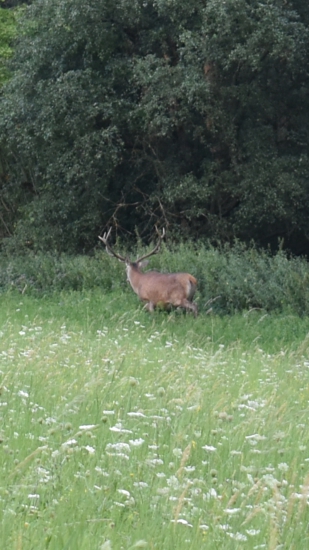 Jeleň