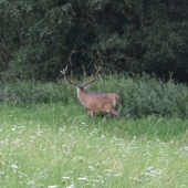 Jeleň