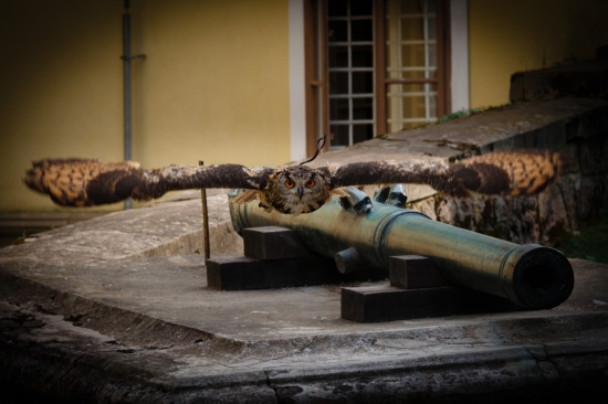 Sokoliari v Betliari