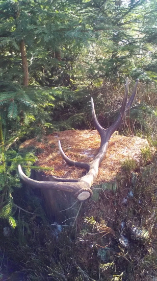 Vyprosený od Huberta