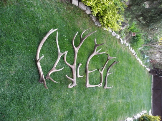 Cast dnesnej prechádzky,ale mali sme 14 kusou.....