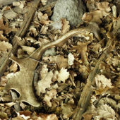 Uz v nutry....Kamosov prvy daniel