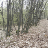 Ked najdete kde je........