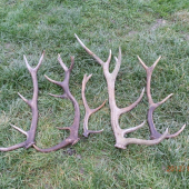 Ďalších 5 v prerezávke