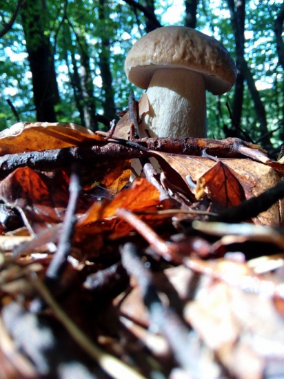 Takých je v lese veľa :)