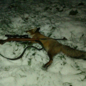 úspešná prechádzka