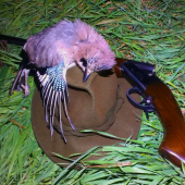 budú pierka na klobúku