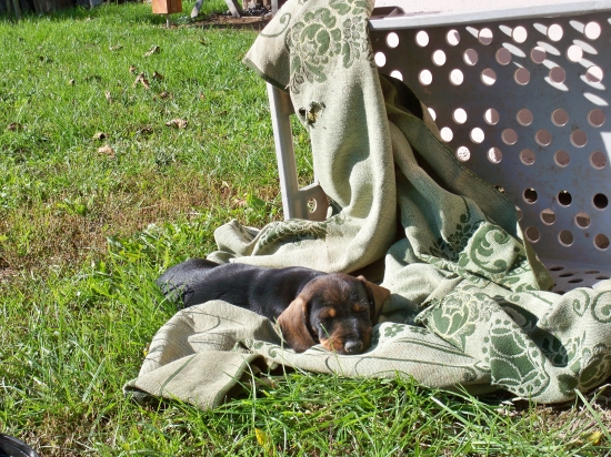 ešte ako 8 týždňový