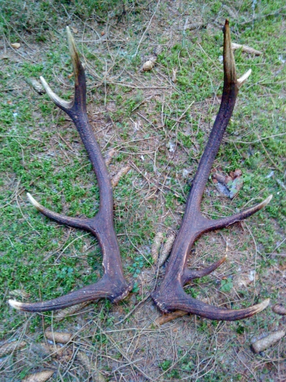 novembrové   prekvapenie