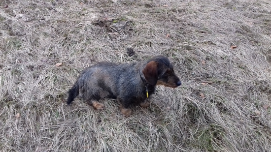 FYA  zo Striebornice