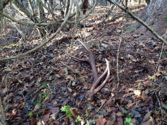 Jesenná dohľadávka