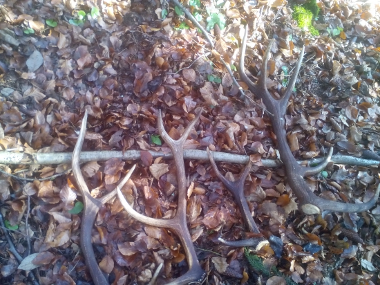 Minuloročná dohľadávka