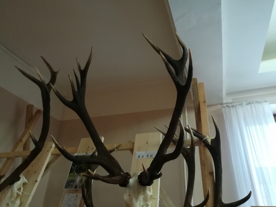 Chovateľská prehliadka Brezno