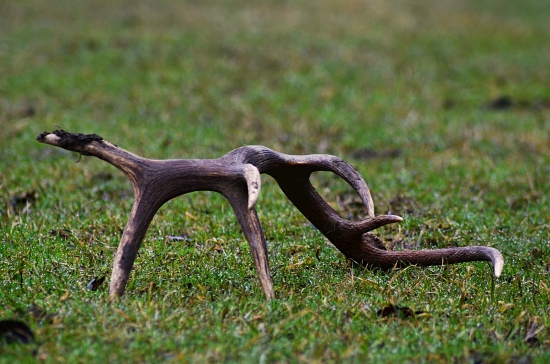 Komu sa nelení, tomu sa jelení