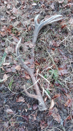 Ctrnacterak ale bez ocniku