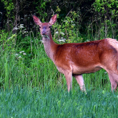 Jelenička