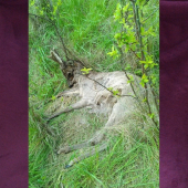Srnček