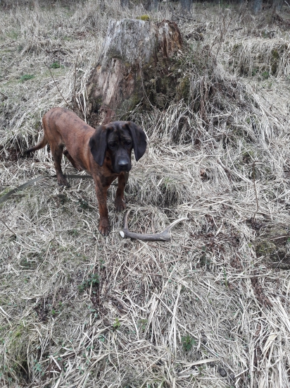 Dandy od Ždiarskej Vidly a jeho prvy zhod