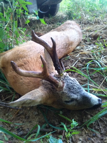 Srnčia ruja august 2016