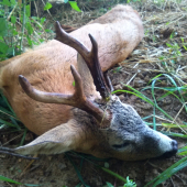 Srnčia ruja august 2016