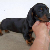 Náš nový prírastok-Yrish Cheilla Gapro Bohemia