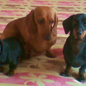 A celá jazvečícka svorka