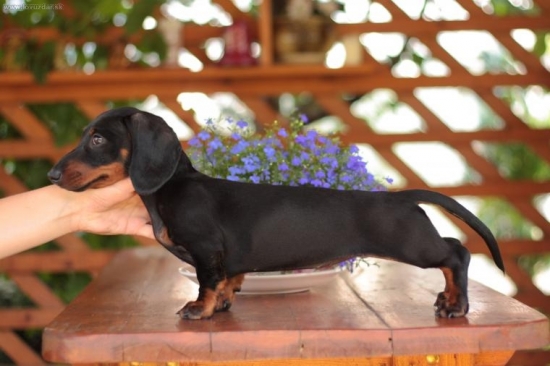 Cheilla 3,5 mesiaca