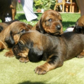 CHS z Bôrickej cesty