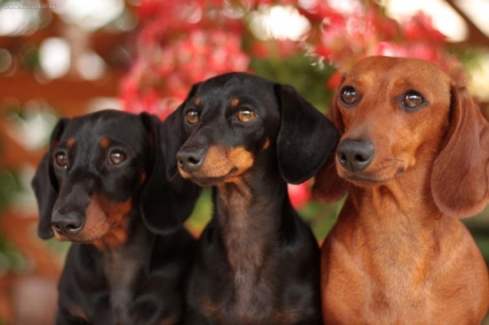 Cheilla,Denka a Jessie