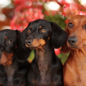 Cheilla,Denka a Jessie