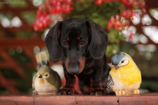 Yrish Cheilla Gapro Bohemia