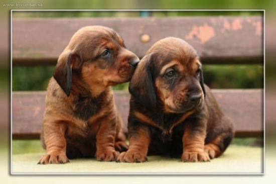 CAF a CAR z Bôrickej cesty