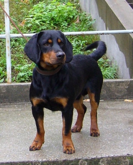 AJD-Bleid z Bôrickej cesty-V2,R-CAC,bonitácia 378b.Výborný