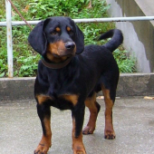 AJD-Bleid z Bôrickej cesty-V2,R-CAC,bonitácia 378b.Výborný