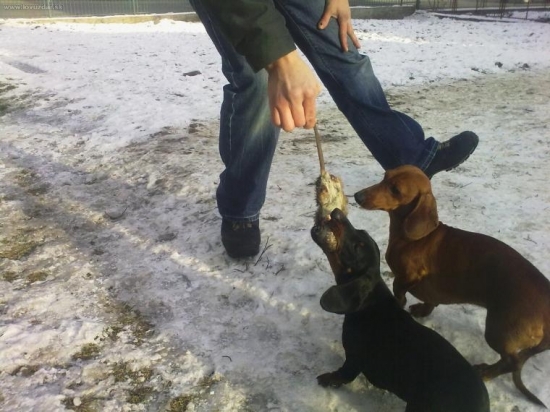 Keď ma nevezmú na diviačiky....:o)