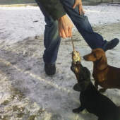 Keď ma nevezmú na diviačiky....:o)