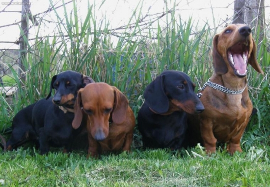 Som povedal sedieť!