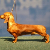 Figarko 8 mesiacov