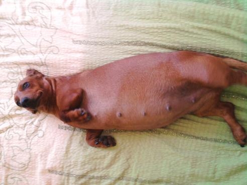 Máme doma malého tuleňa :o)