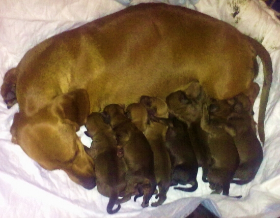 Tuleník nám nadelil 8 tulienčat :-)