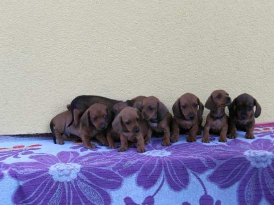 Vrh E,jzv trpaslíči/králičí