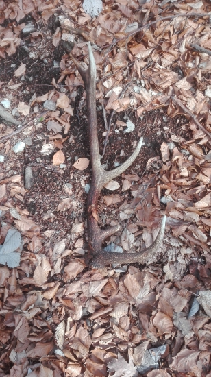 Minuloročny ale potesi