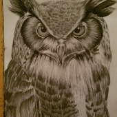 Owl/ Sova